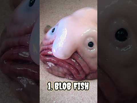 Världens fulaste djur som förtjänar lika mycket skydd som gulliga arter