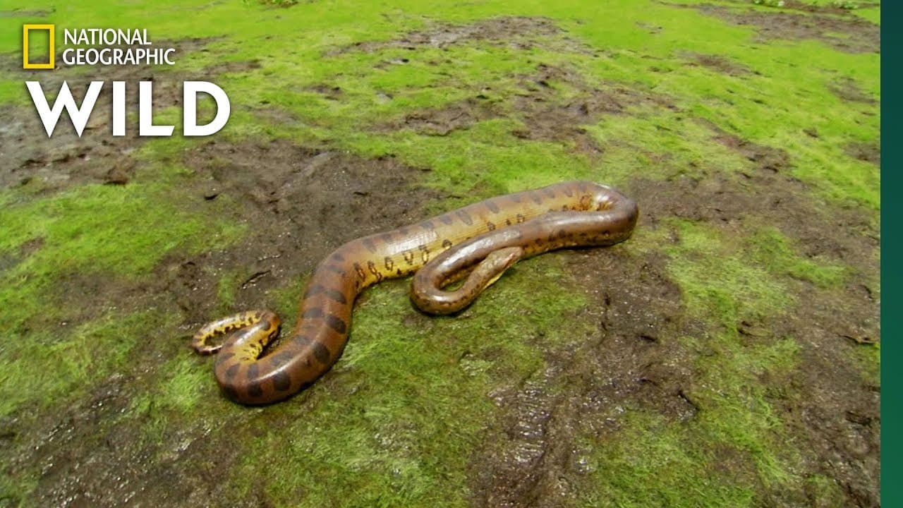 Världens största orm är den gröna anakondan som blir åtta meter lång och väger 227 kilo