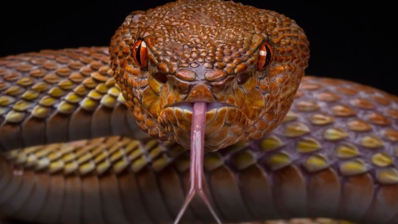 Världens farligaste djur – vilka djur dödar flest människor?