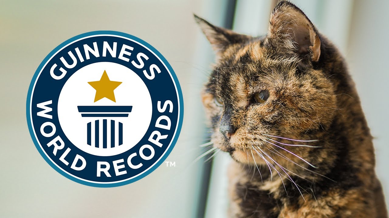 Världens äldsta katt – Flossie på 27 år och historiska rekord