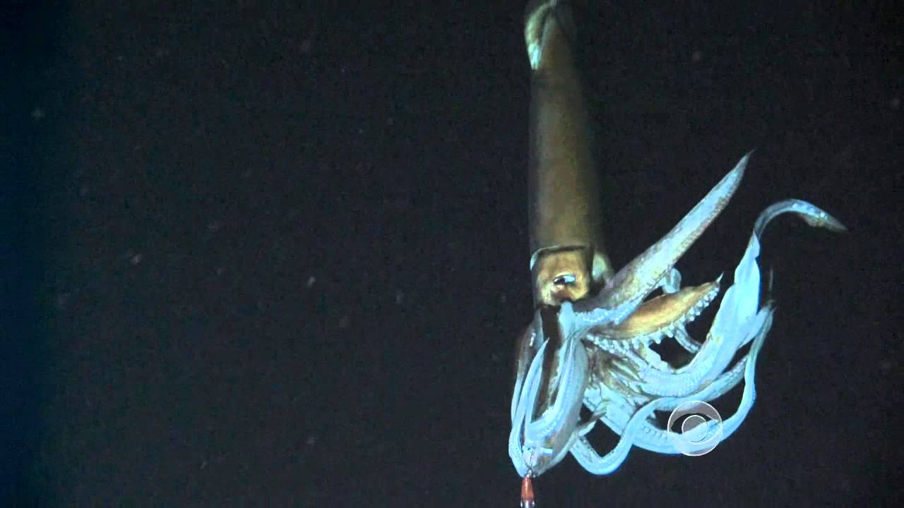 Världens största bläckfisk är kolossbläckfisken – tyngsta ryggradslösa djuret hittad på 14 meter