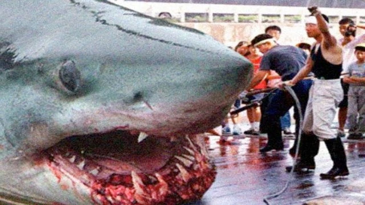 Världens största haj genom tiderna – från megalodon till dagens jättar
