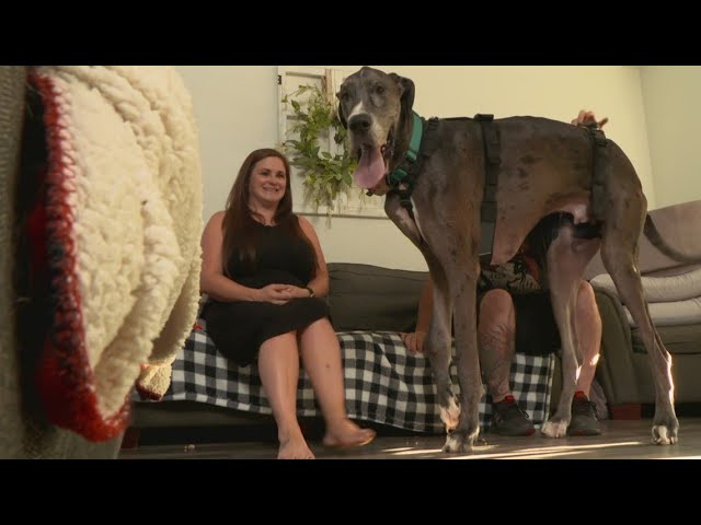 Världens största hund: rekordinnehavare och de största hundraserna genom tiderna