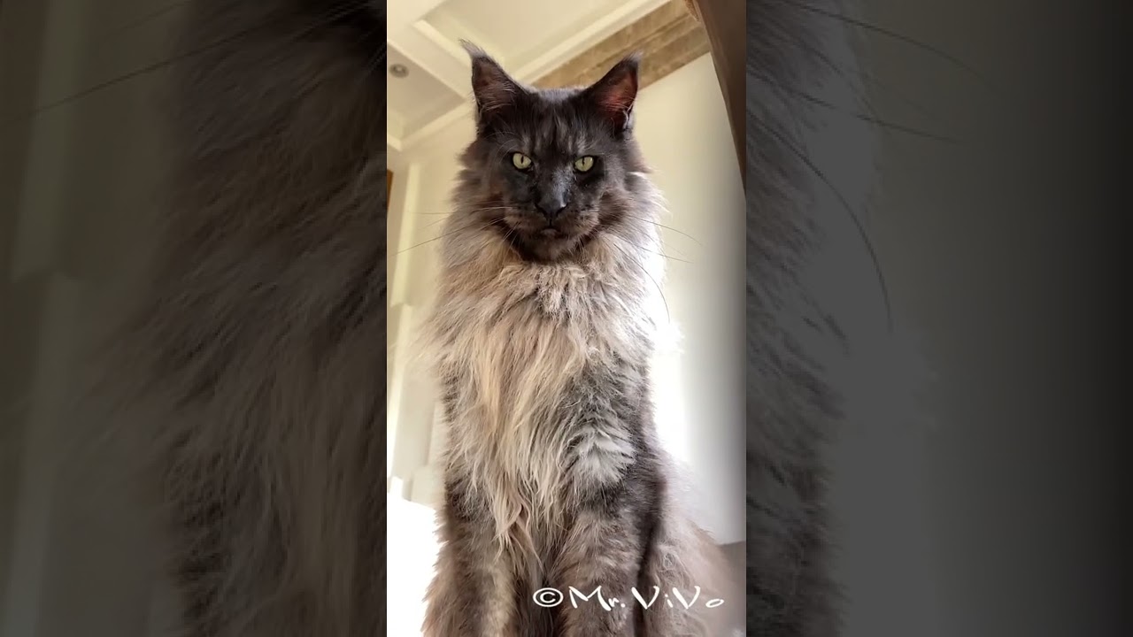 Världens största katt: Maine Coon kan väga upp till 12 kilo och bli en älskad familjemedlem